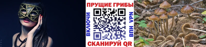hydra как зайти Новая Усмань Псилоцибиновые грибы прущие грибы
